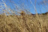 Stipa capillata