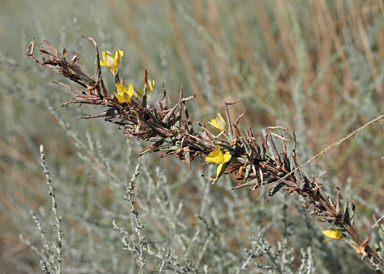 Image of Scariola viminea specimen.