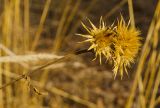 genus Serratula. Верхушка засыхающего плодоносящего побега. Республика Башкортостан, Белорецкий р-н, Абзаковский сельсовет, окр. горы Курташ, опушка негустого березняка с вкраплением одиночных Pinus. 6 ноября 2021 г.