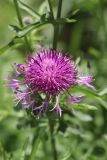 Centaurea scabiosa