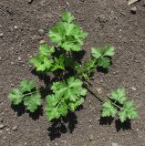 familia Apiaceae. Вегетирующее растение. Северная Осетия, Пригородный р-н, окр. с. Михайловское, край возделываемого поля. 09.05.2021.