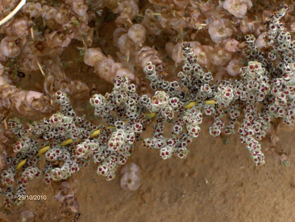 Image of Salsola foliosa specimen.