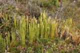 Lycopodium annotinum. Куртина спороносящих растений. Мурманская обл., Кольский р-н, долина р. Юринга ниже моста по дороге на Рыбачий п-ов, травяно-кустарничковый березняк. 23.09.2021.