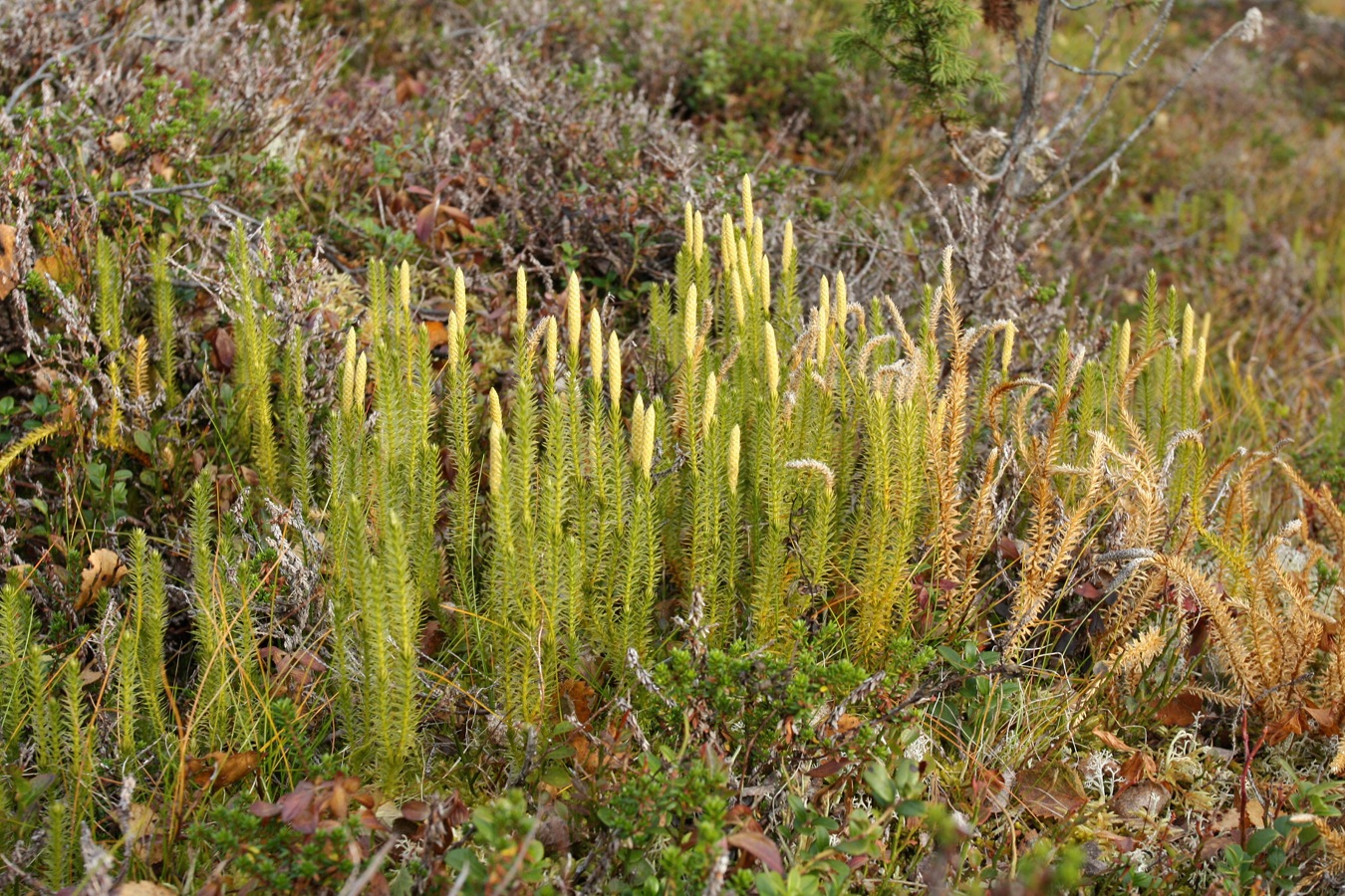 Изображение особи Lycopodium annotinum.