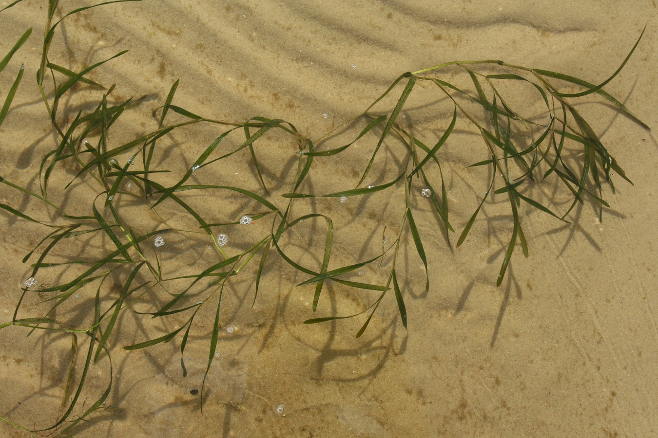 Image of Potamogeton compressus specimen.