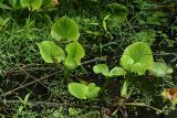 Calla palustris