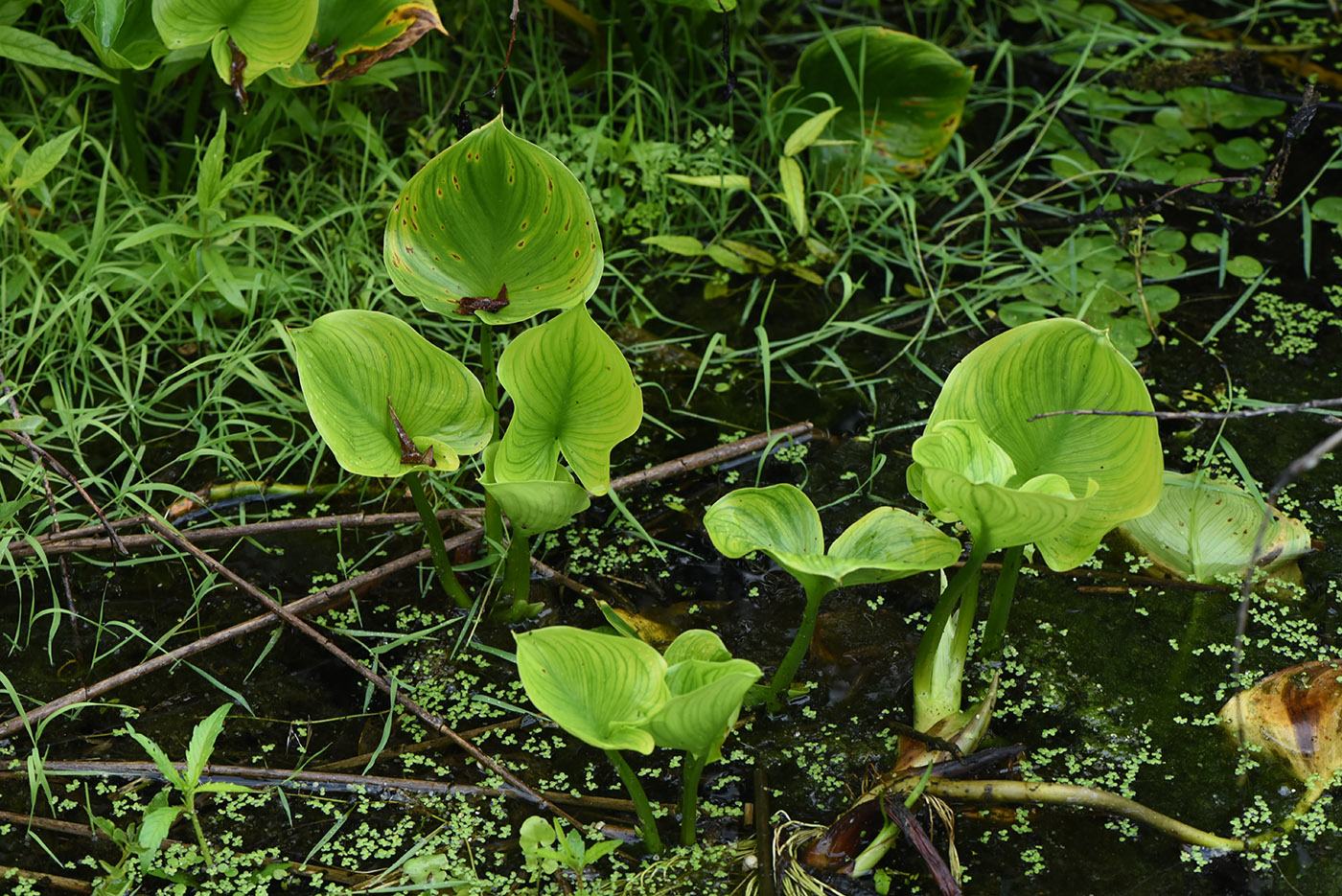 Изображение особи Calla palustris.