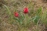 Tulipa suaveolens. Цветущие растения. Ростовская обл., Сальский р-н, окр. пос. Тальники, Сальская степь, степной склон ю.-в. экспозиции. 16.04.2022.