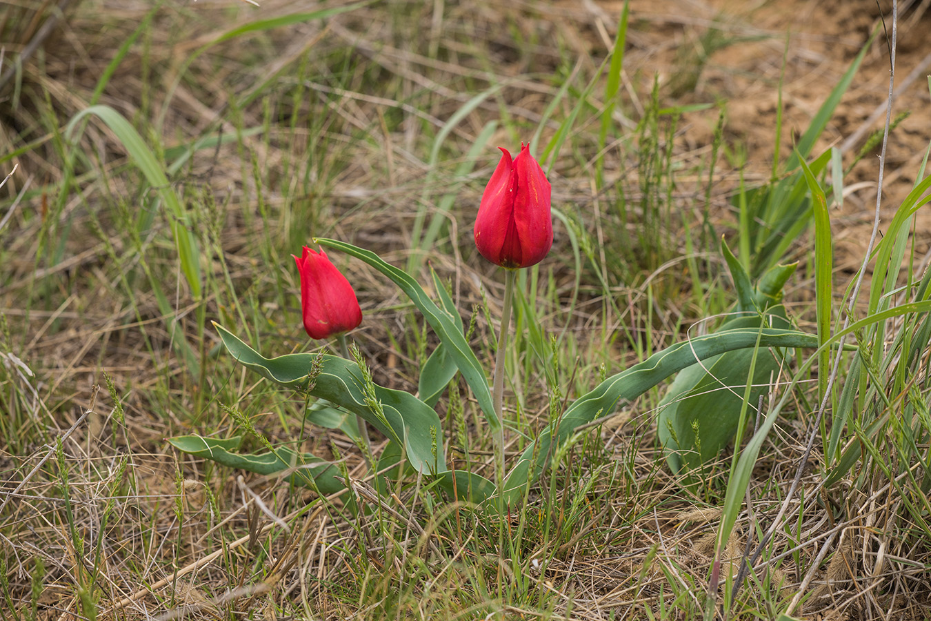 Image of Tulipa suaveolens specimen.