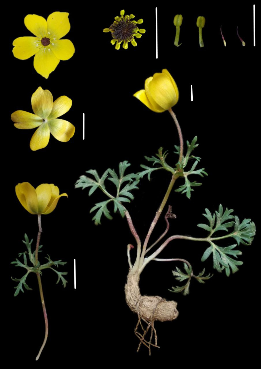 Image of Anemone baissunensis specimen.