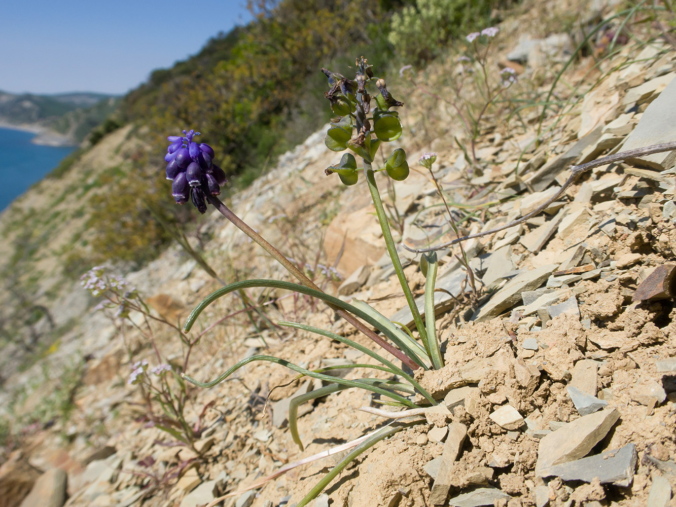 Изображение особи Muscari neglectum.