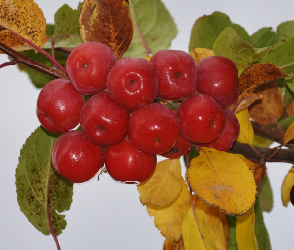 Изображение особи род Malus.