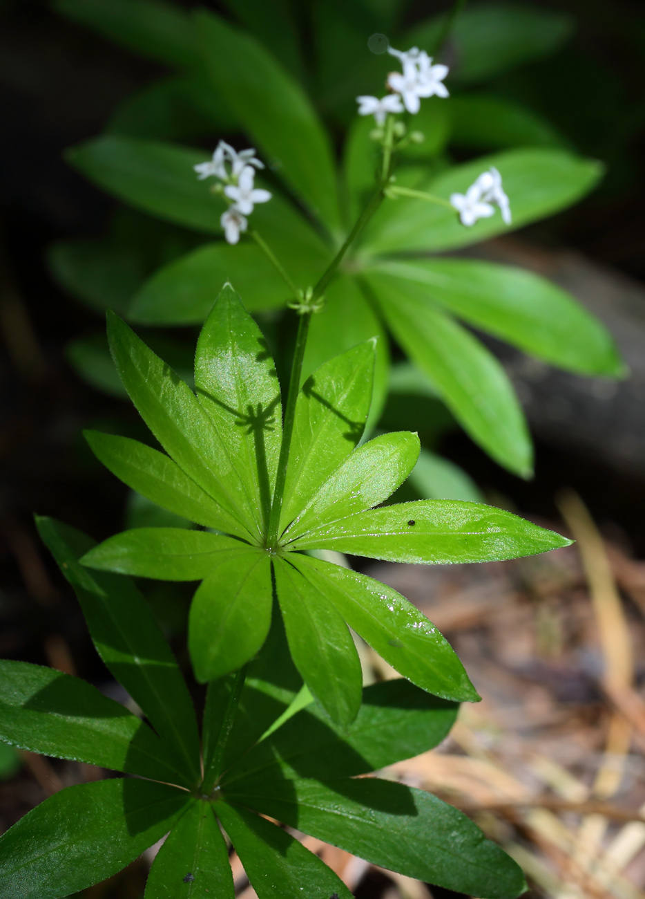 Изображение особи Galium odoratum.