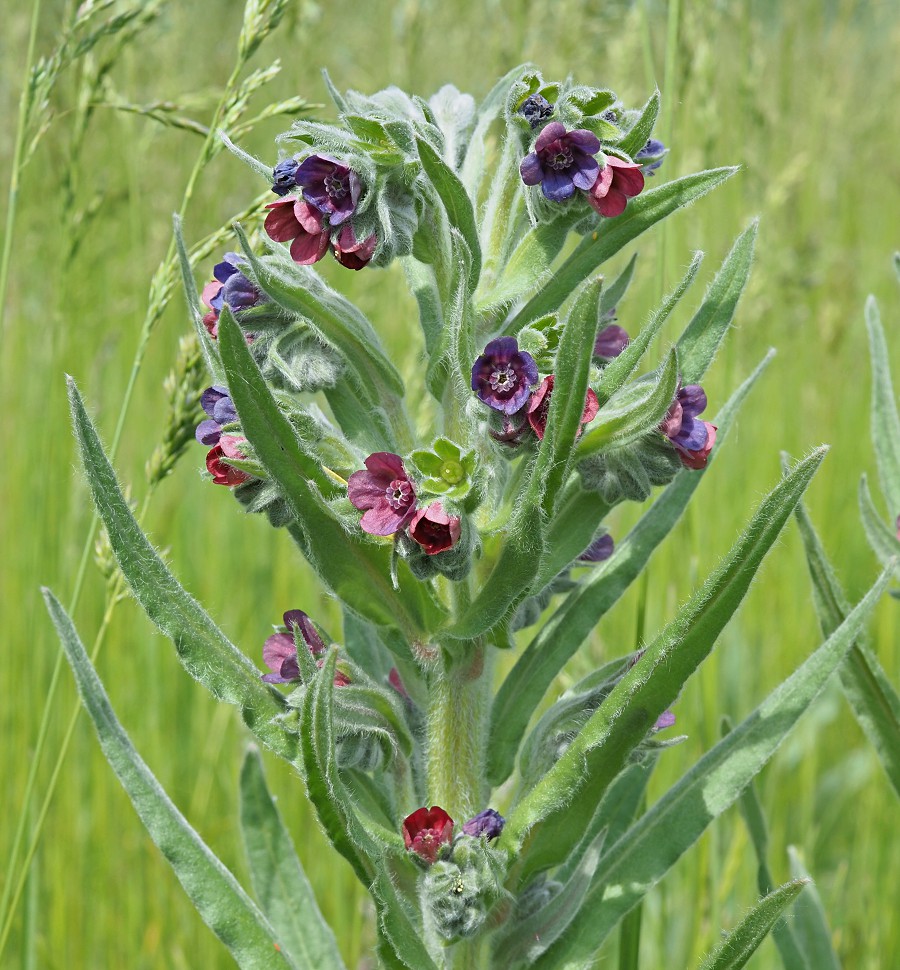 Image of Cynoglossum officinale specimen.