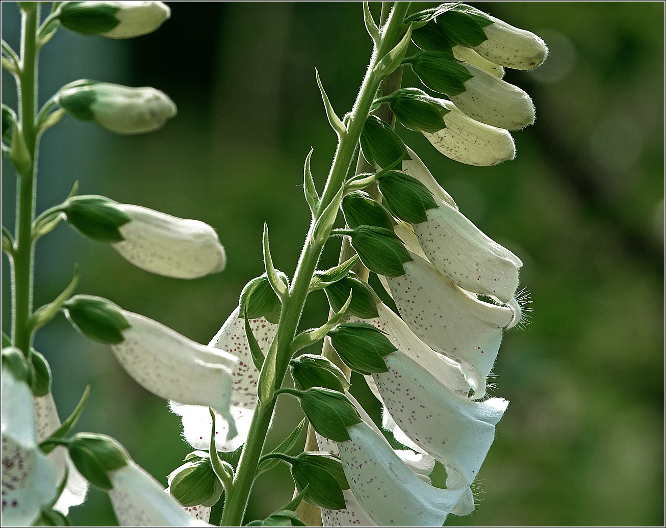 Image of Digitalis purpurea specimen.