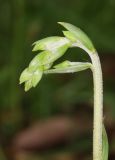 Epipactis microphylla