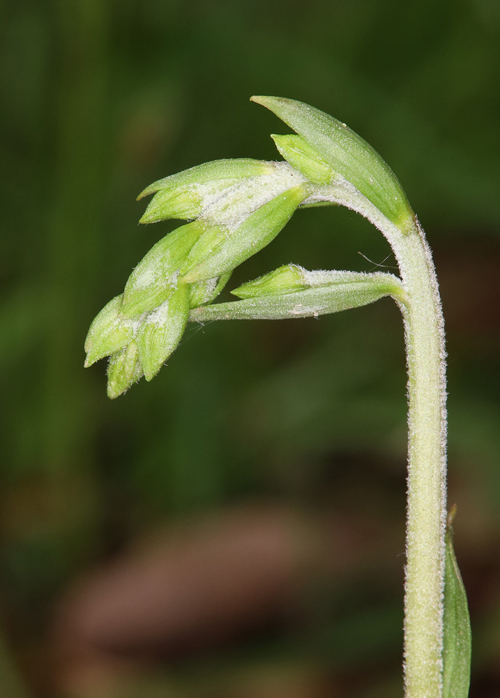 Изображение особи Epipactis microphylla.