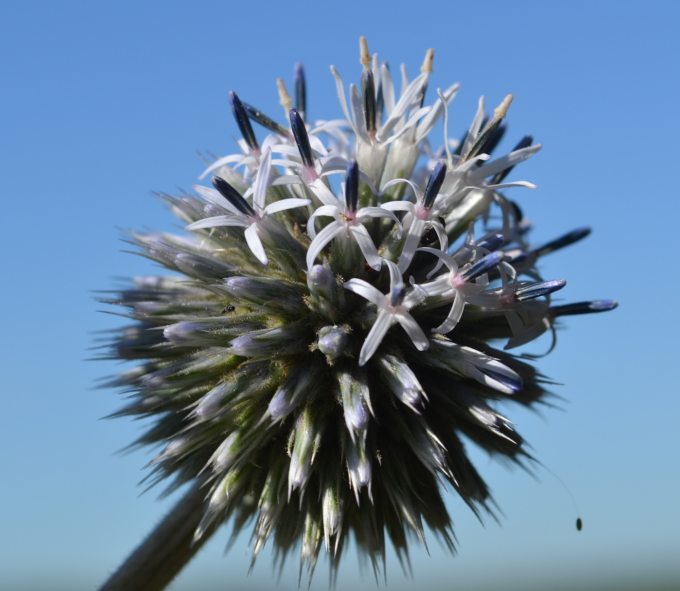 Изображение особи Echinops sphaerocephalus.