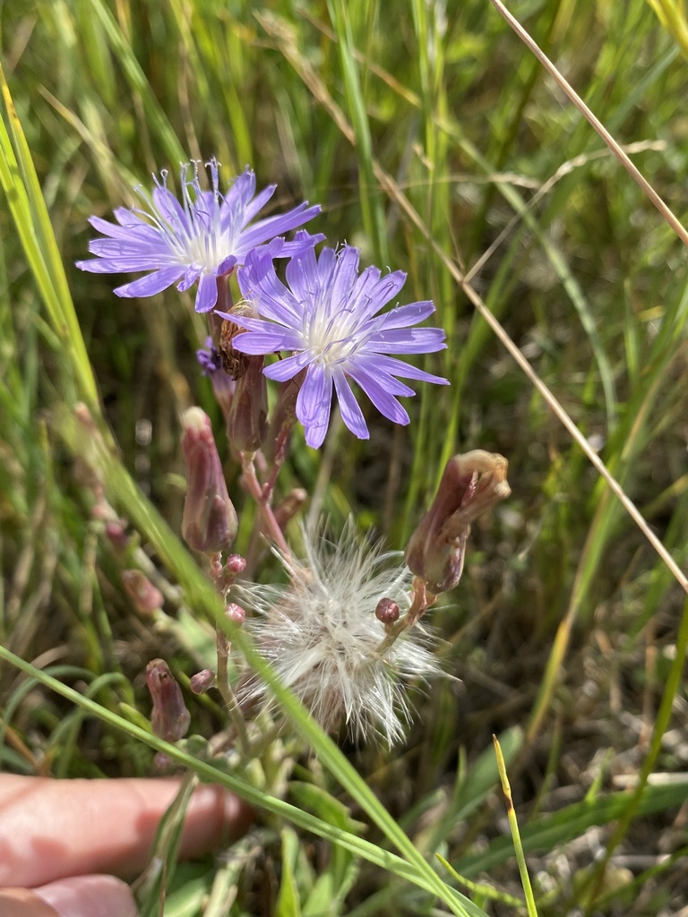 Image of Lactuca tatarica specimen.