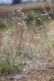 Gypsophila glomerata. Цветущие растения. Ростовская обл., Мясниковский р-н, окр. села Несветай, каменистая степь. 16.07.2022.