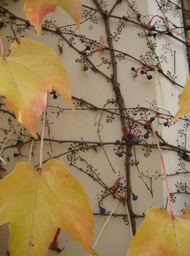 Image of Parthenocissus tricuspidata specimen.