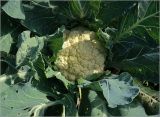 Brassica разновидность botrytis