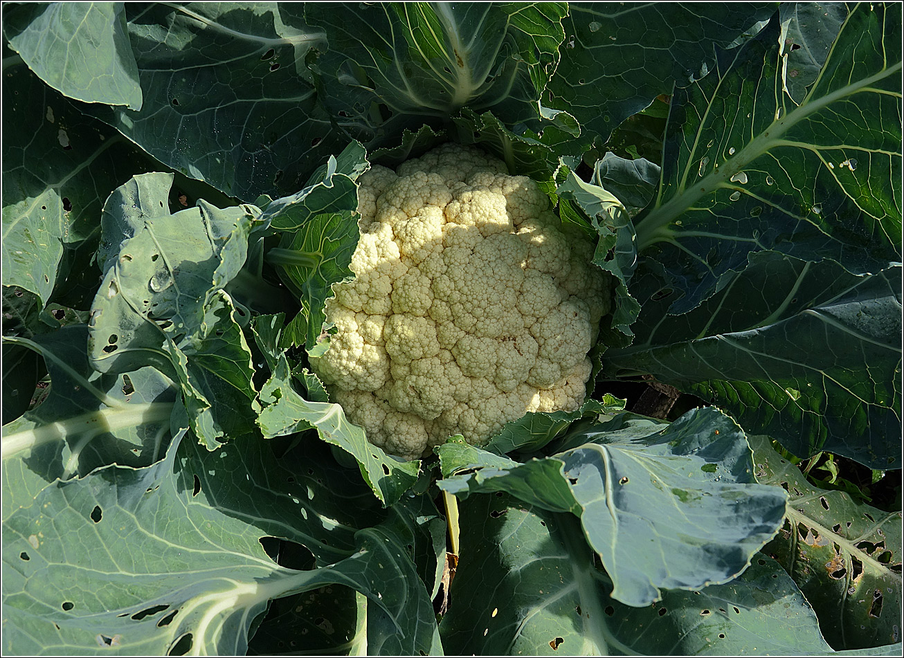 Image of Brassica oleracea var. botrytis specimen.