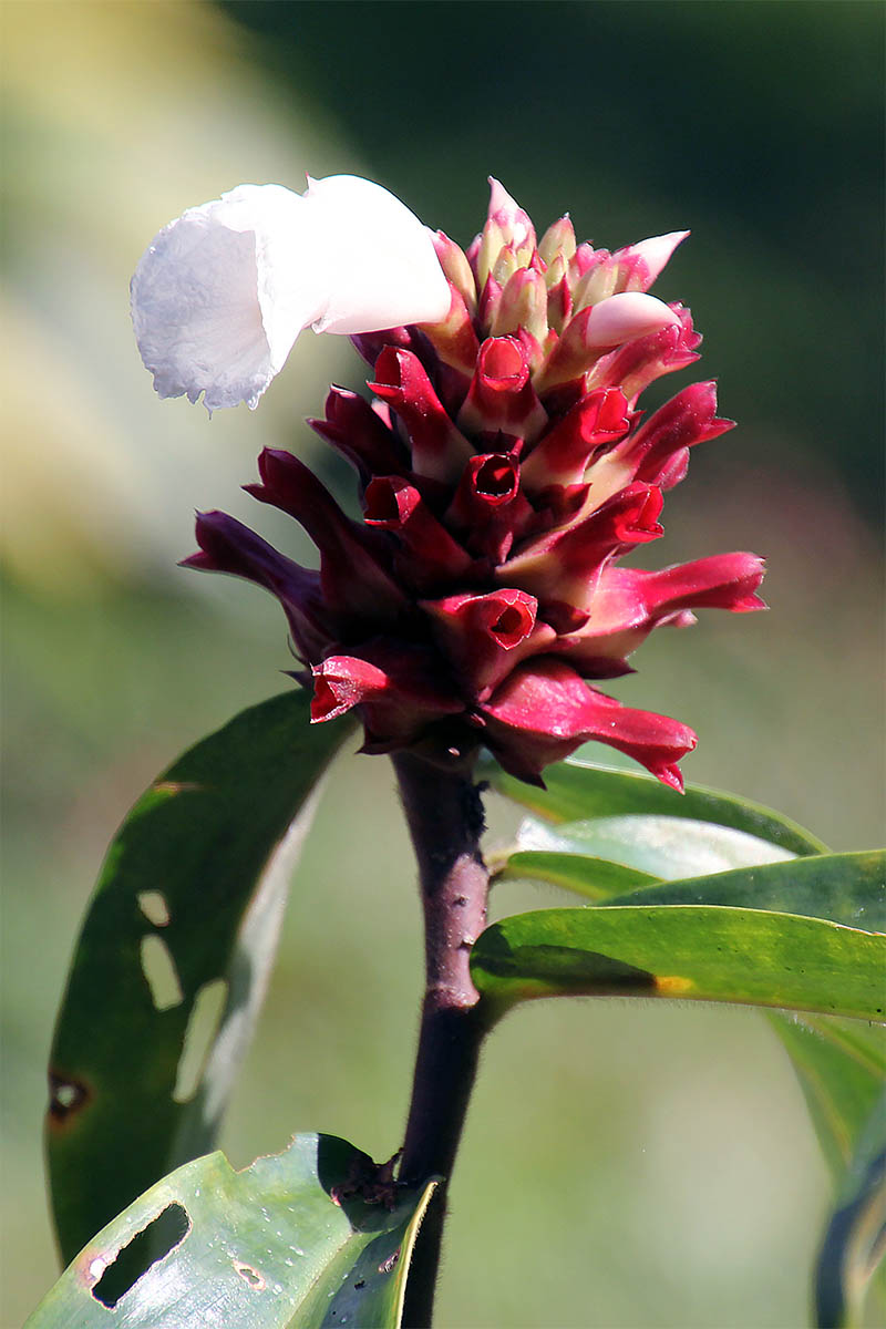 Image of Hellenia speciosa specimen.