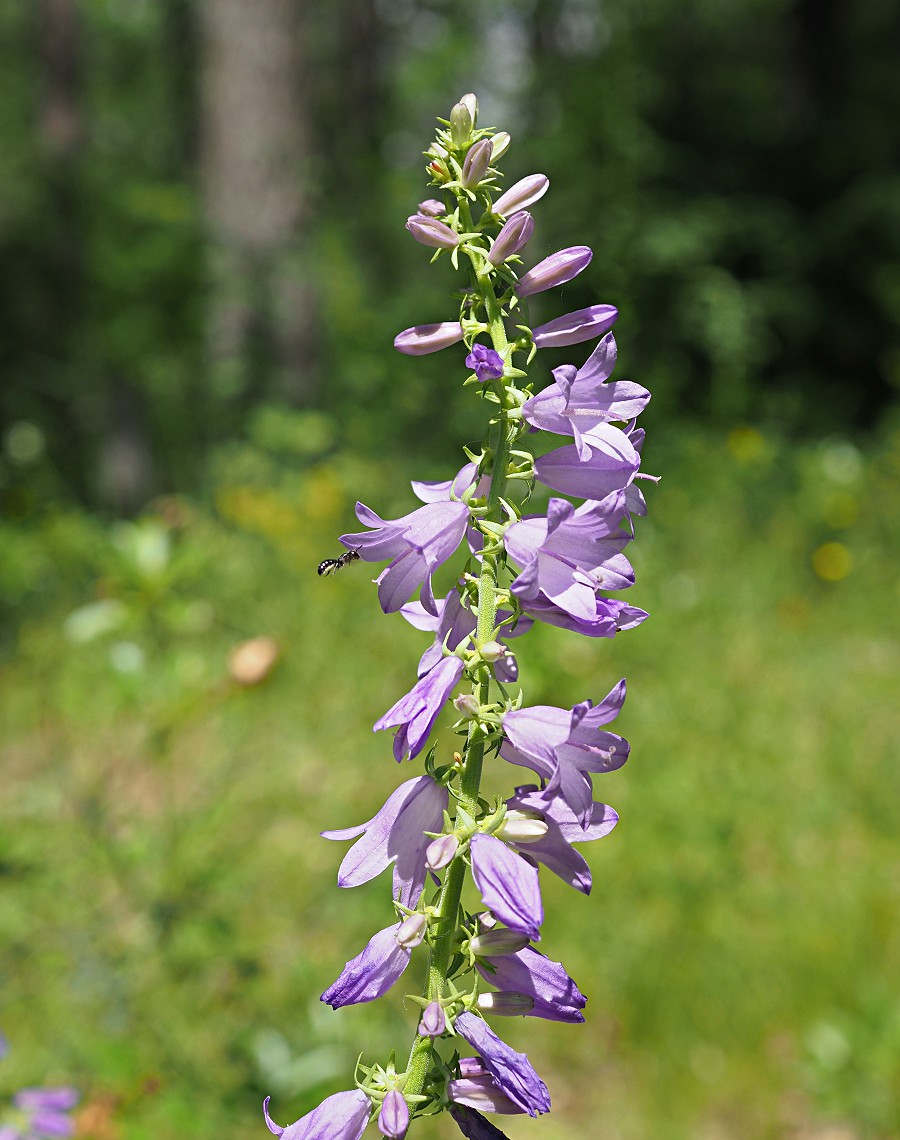 Изображение особи Campanula bononiensis.