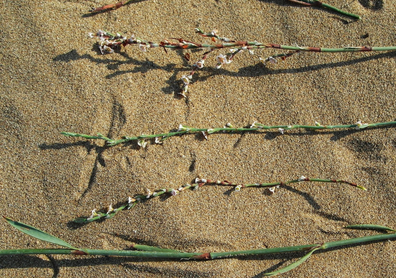 Image of Polygonum equisetiforme specimen.