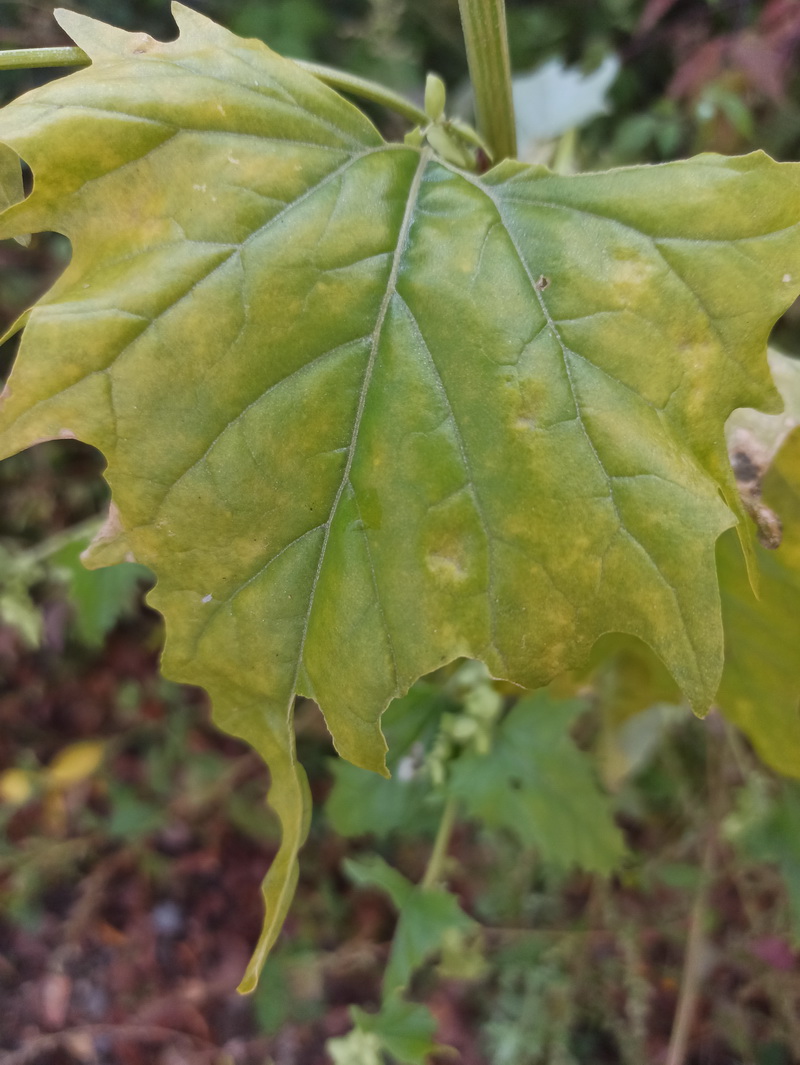 Image of Atriplex sagittata specimen.