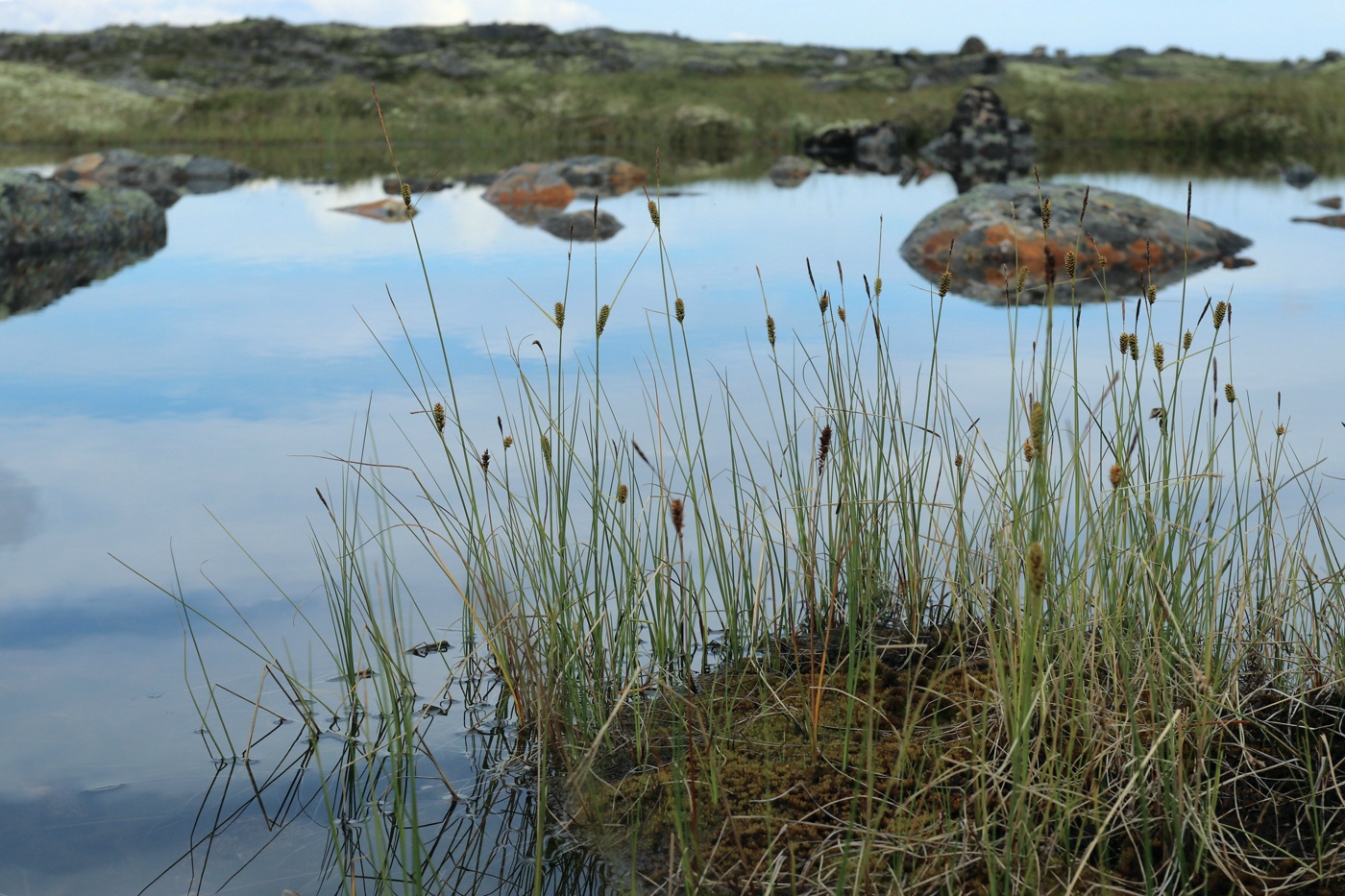 Image of Carex rotundata specimen.