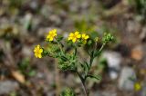Potentilla tanacetifolia