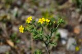 Potentilla tanacetifolia. Верхушка побега с соцветием. Алтай, Чемальский р-н, ур. Чечкыш, каменистый участок у подножия лугового склона. 06.07.2021.