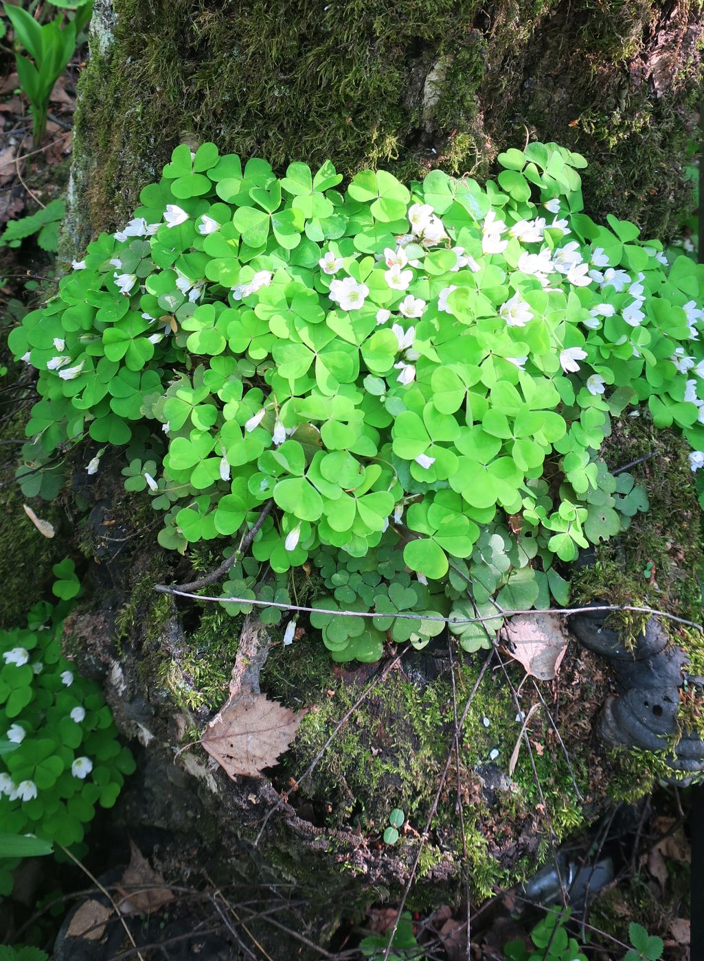 Image of Oxalis acetosella specimen.