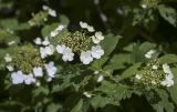 Viburnum opulus