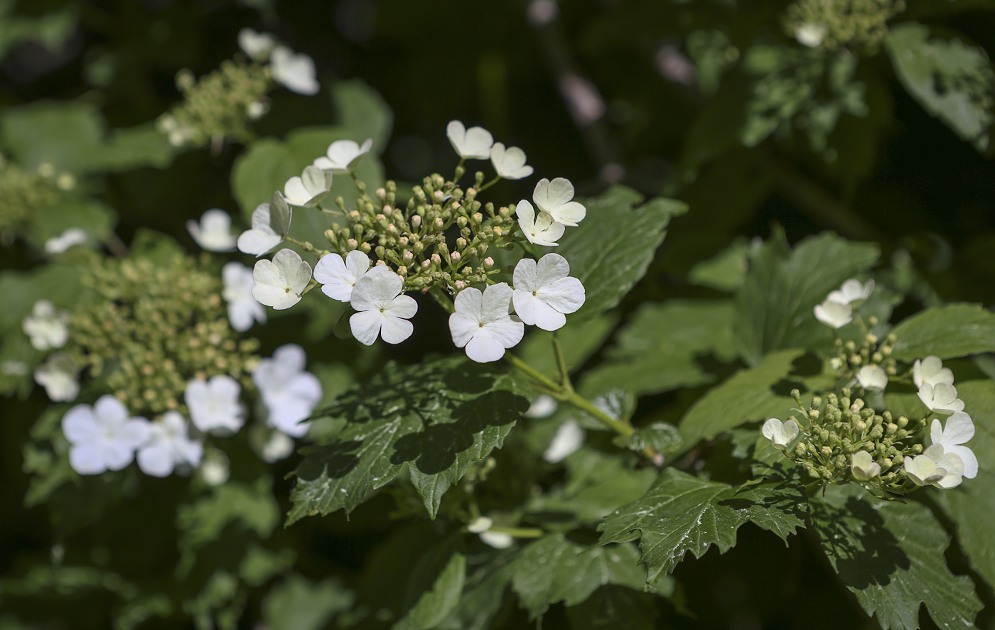 Image of Viburnum opulus specimen.