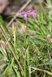 Dianthus superbus