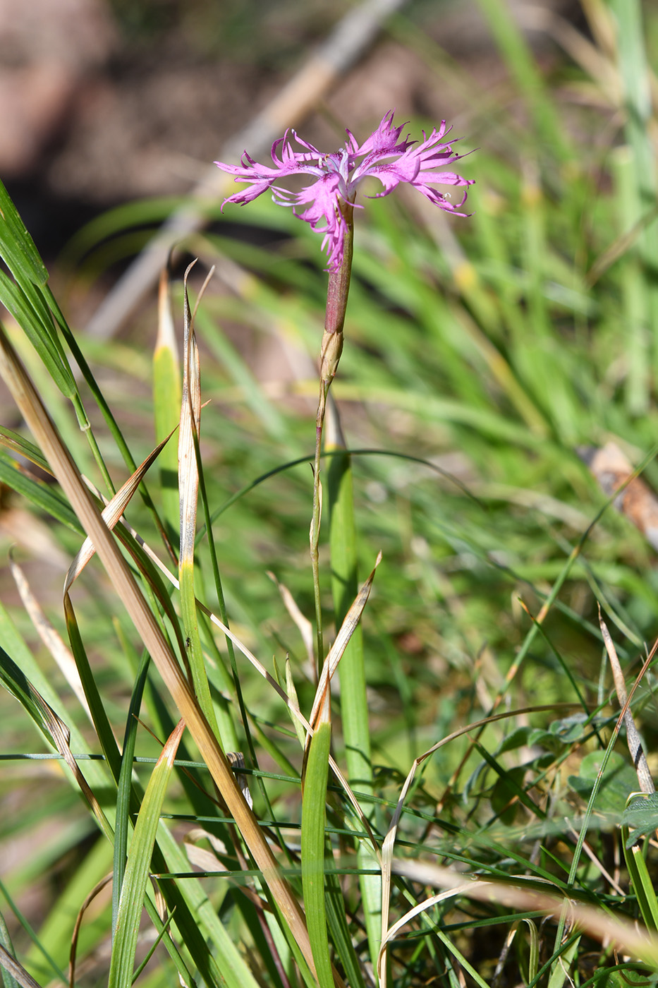 Изображение особи Dianthus superbus.