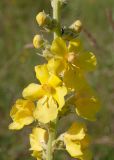 Verbascum phlomoides. Нижняя часть соцветия. Владикавказ, левый берег р. Терек, пустырь. 03.07.2022.