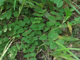 Astragalus glycyphyllos