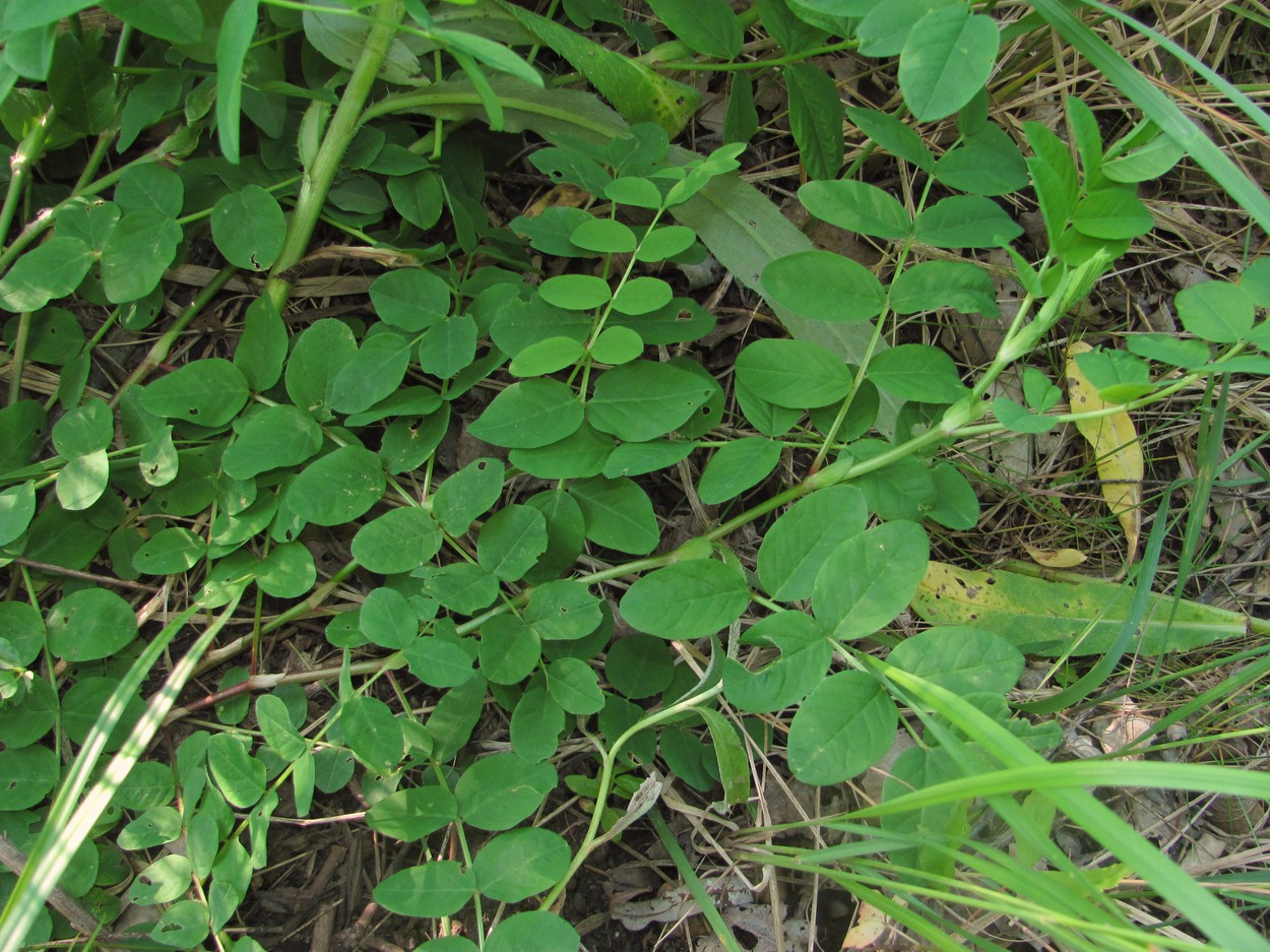 Image of Astragalus glycyphyllos specimen.