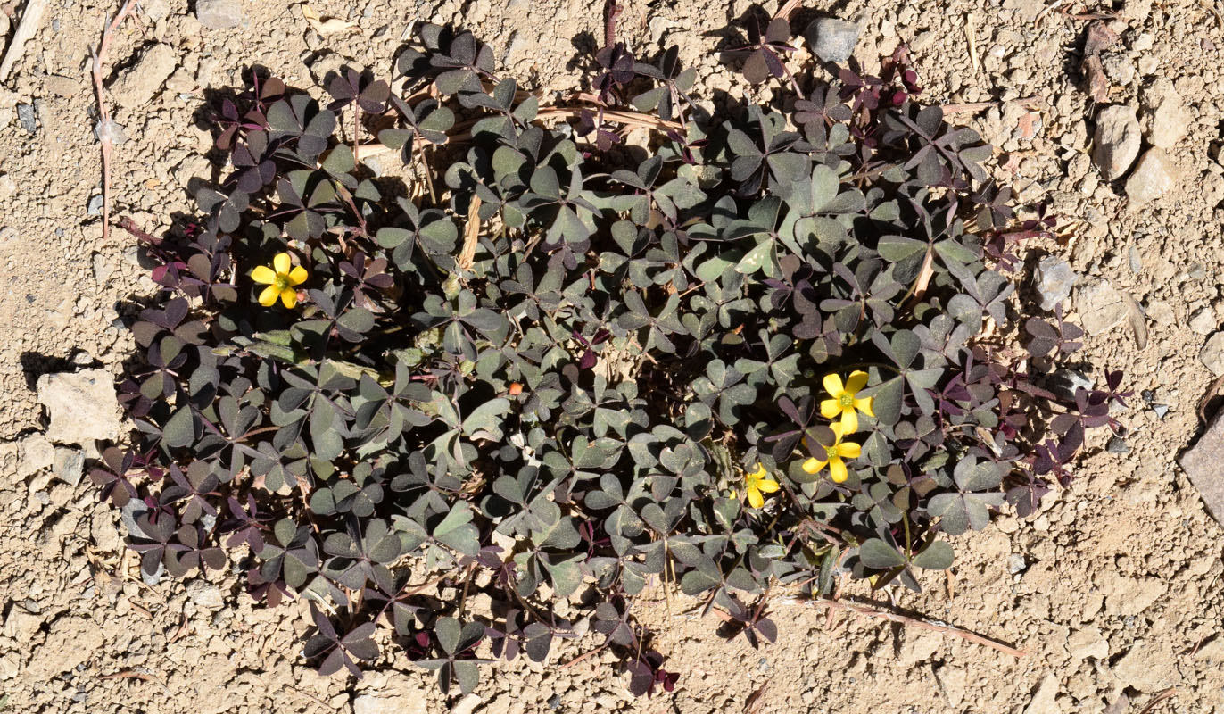 Изображение особи Oxalis corniculata.