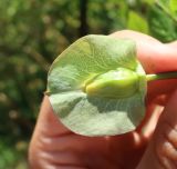 Cobaea scandens. Бутон с частично удалённой чашечкой. Тверская обл., Весьегонск, в культуре. 25 августа 2022 г.