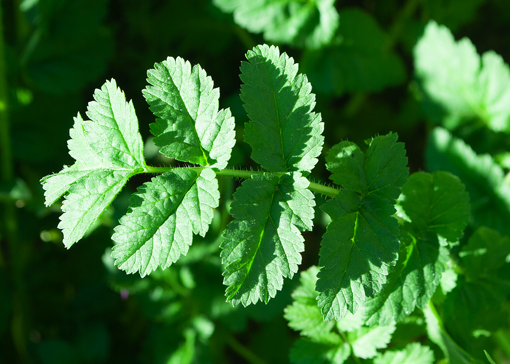 Image of Erodium moschatum specimen.