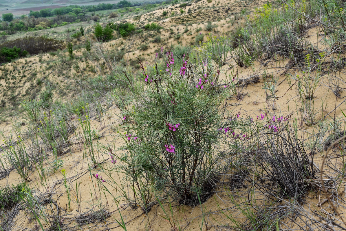 Image of Astragalus barbidens specimen.