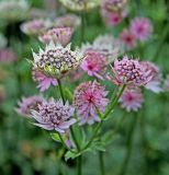 Astrantia major