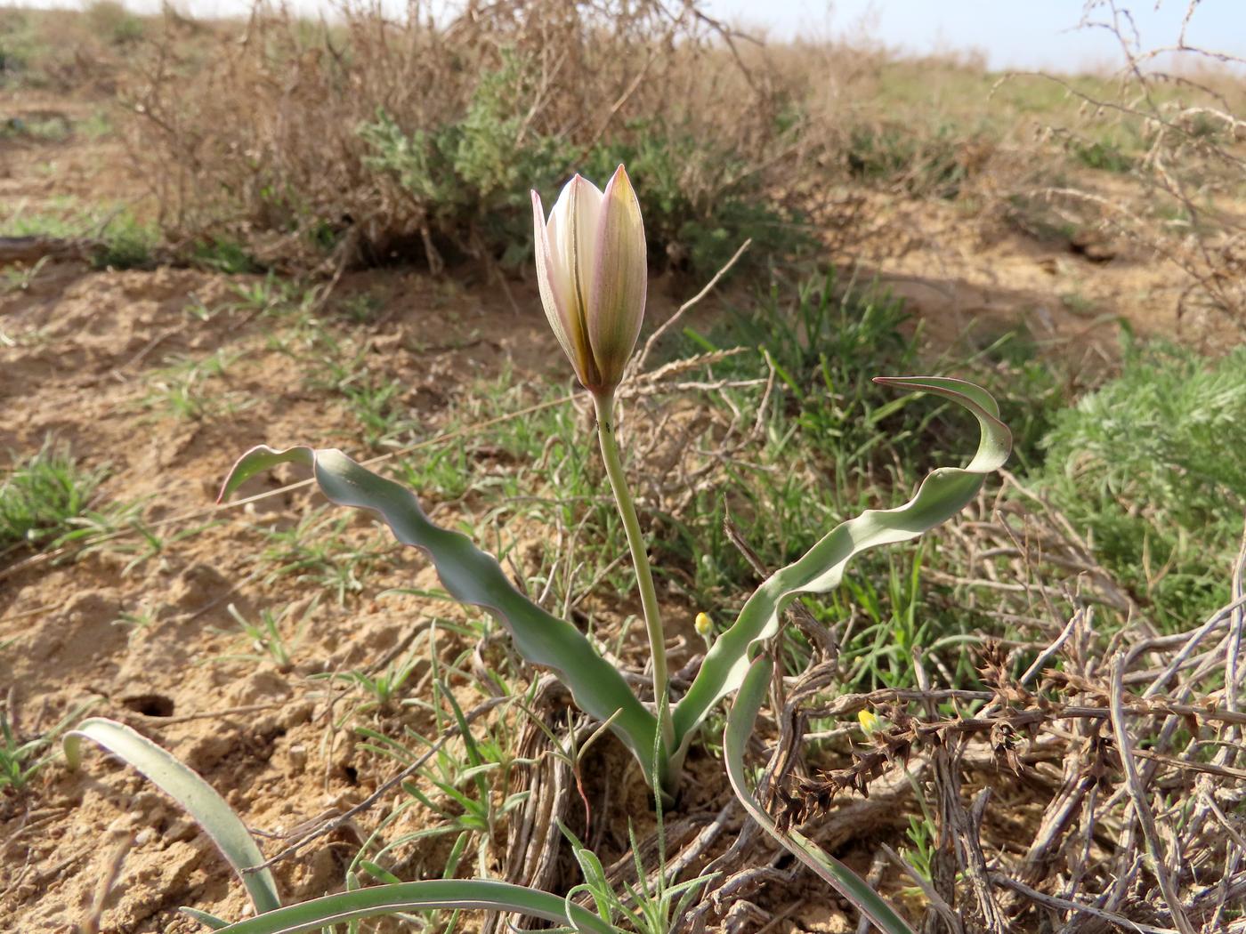 Изображение особи Tulipa sogdiana.