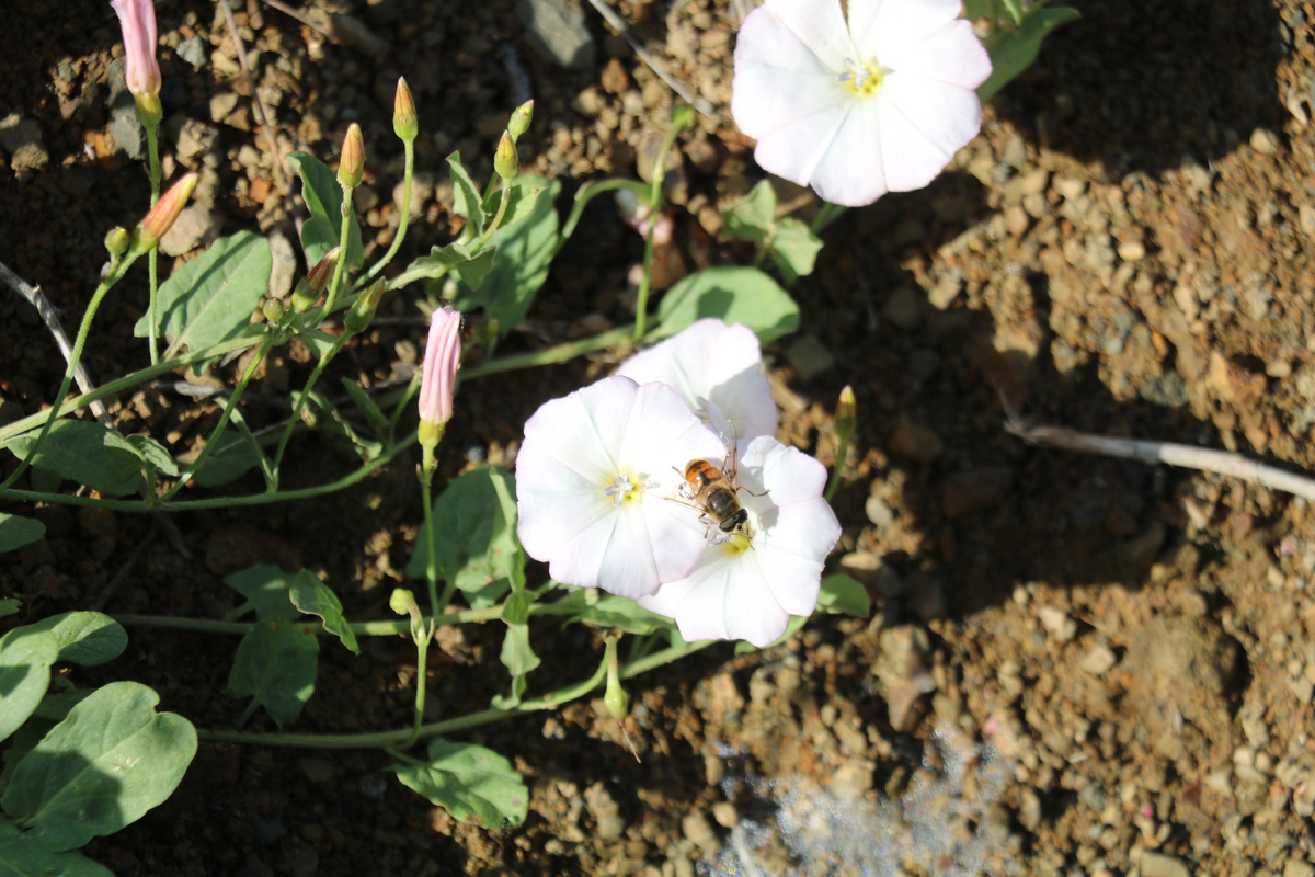 Image of Convolvulus arvensis specimen.