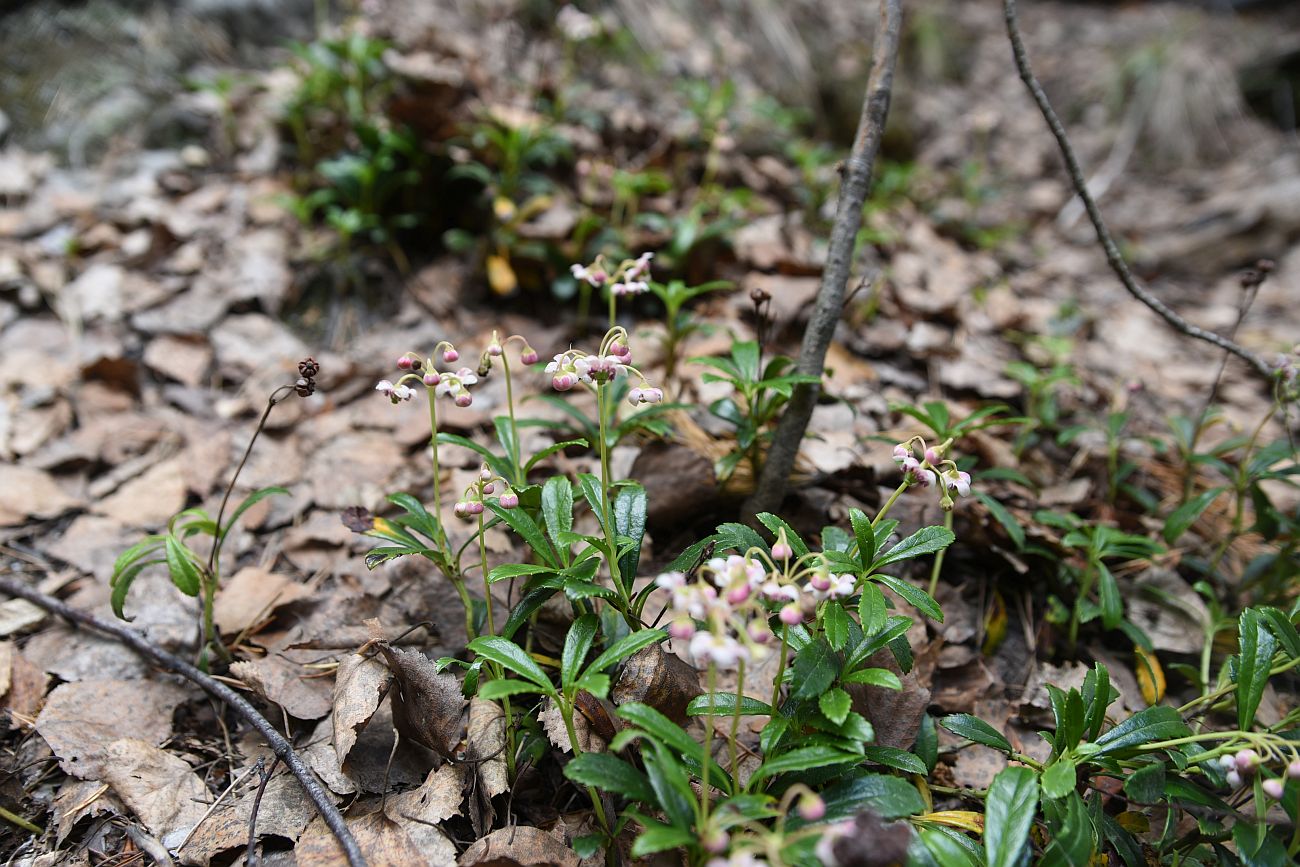 Image of Chimaphila umbellata specimen.